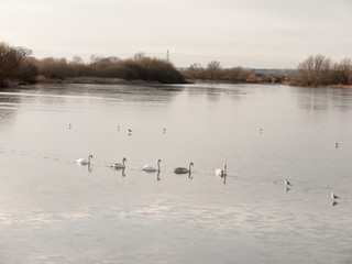 Obraz premium line of mute swans with cygnets family traveling through cold water lake surface outside nature reserve