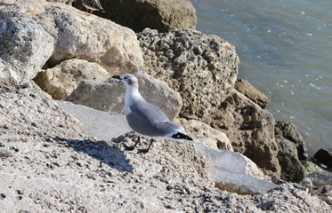 Seagull Fishing