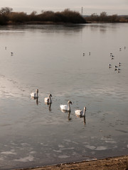 line of mute swans with cygnets family traveling through cold water lake surface outside nature reserve