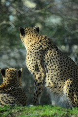 Portrait eines Gepard