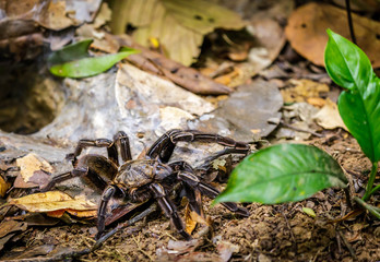 Bird spider in Surinam