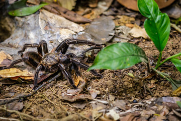 Bird spider in Surinam