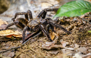 Bird spider in Surinam