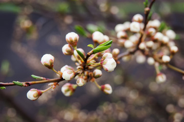 cherry branch with white buds on a dark background, early spring
