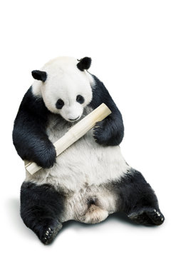 Panda Eating Bamboo Isolated Over White