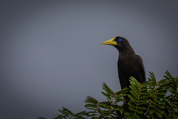 A  Crested Oropendola in Surinam