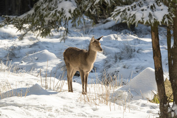 Hirschkalb