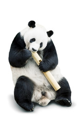 Giant panda eating bamboo isolated over white