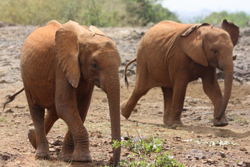 Fototapeta na wymiar Baby Elephants