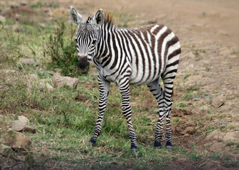 Zebra foal on the savannah