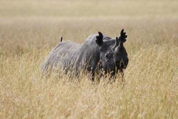 Black Rhino in the Masai Mara