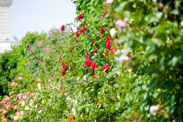 Plenty of colorful roses in the garden in Vienna, Austria. Closeup of crimson red roses covered by sunlight