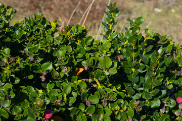 green bush with red fruits