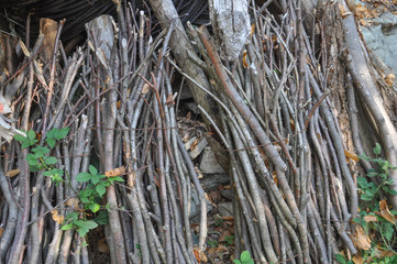 fagot bundle of branches