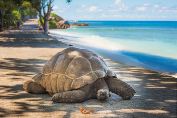 Seychelles giant tortoise - obrazy, fototapety, plakaty