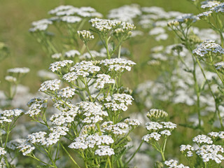 Schafgarbe, Achillea