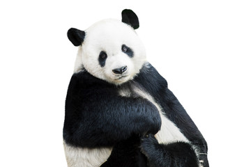 Schattige panda gerichte camera