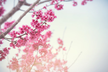 Close up Cherry Blossom or Sakura flower on nature background, Spring.