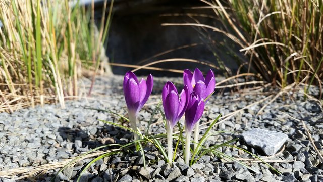 Vier lila Krokusse mit Gras im Steinbeet