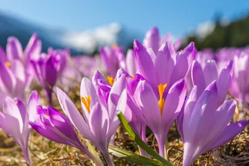 Fotobehang Krokussen Prachtig gekleurde krokusbloemen