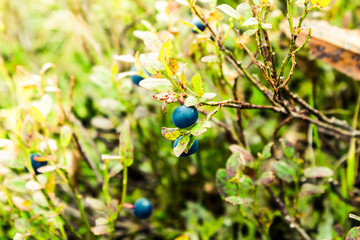 Blueberries on a branch in the green grass in the forest