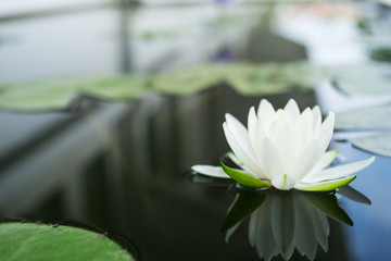 De prachtige witte lotusbloem of waterlelie reflectie met water in de vijver