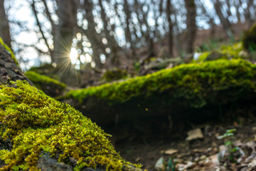 Obraz na płótnie Canvas Green moss in the forest