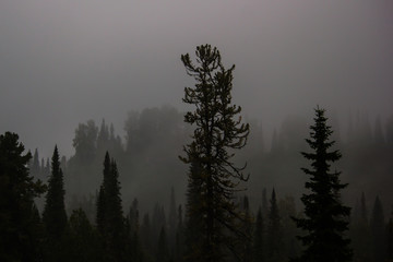 Silhouette of a coniferous forest on the background hill in the fog