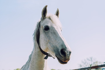 Obraz na płótnie Canvas Head of white horse closeup in Sunny day. Copy space.