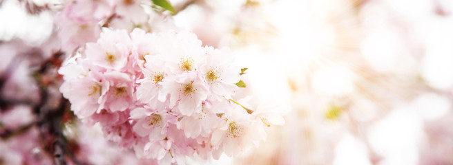 Kirschblüten im Frühling