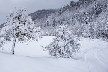 Winter uninhabited snow-covered   forest. A walk in the reserve Kyiv region, Ukraine