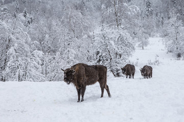 European program for the restoration of the European bison population, Karpaty reserve, Ukraine