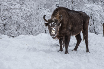 European program for the restoration of the European bison population, Karpaty reserve, Ukraine