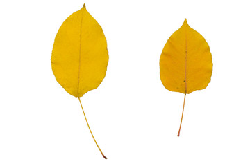 two bright yellow dry leaves on a white background