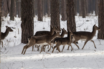 Wild roe deer in the snow-covered winter forest, reserve Kyiv region, Ukraine