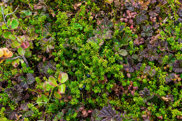 A carpet of moss in the woods on a Sunny day