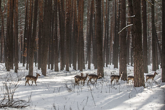 Wild roe deer in the snow-covered winter forest, reserve Kyiv region, Ukraine