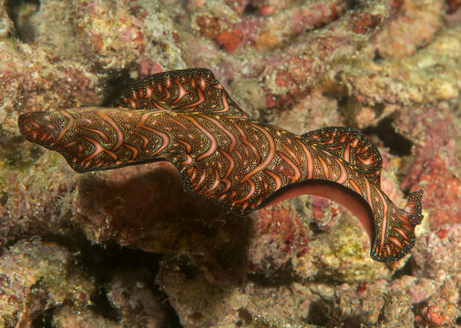 Persian carpet flatworm ( Pseudobiceros bedfordi ) swimming over coral reef  of Bali, Indonesia