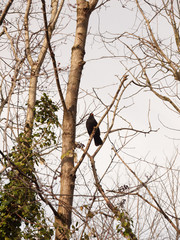 close up of male blackbird resting in bare branches of tree winter spring