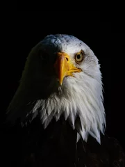Zelfklevend Fotobehang Bald eagle © jamie