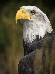 Bald eagle