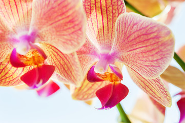 Fototapeta na wymiar Macro image of red orchid flower.