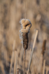 Nahaufnahme des verblühten Blütenstandes eines Rohrkolben, Typha