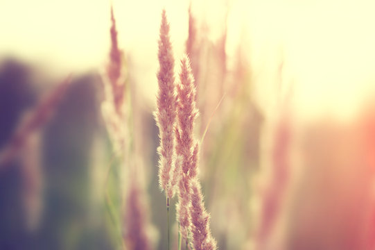 Wild grasses in a fiekd at sunset. Selective focus, vintage filter
