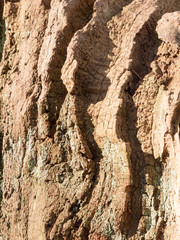 close up of outside bark tree texture outside old decay time nature background