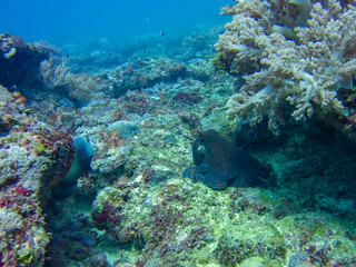 Naklejka na ściany i meble Octopus in the coral reef