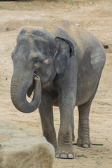 Fototapeta premium elephant at the Prague Zoo