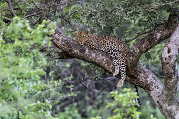 Leopard in a tree in Serengeti National Park in Tanzania