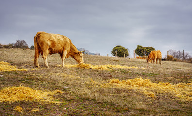 Cows eating grass in open space