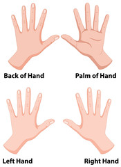 Hands in four positions